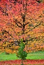 Autumn at Lynford Arboretum